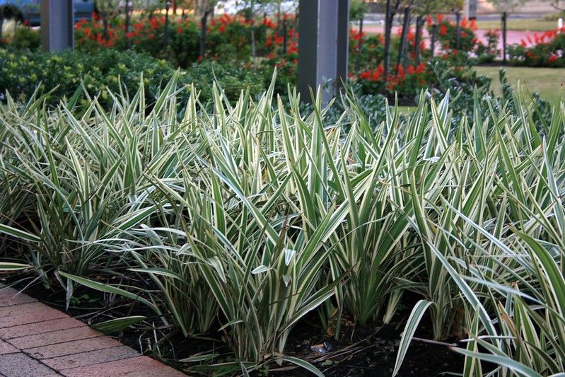 Variegated Flax Lily