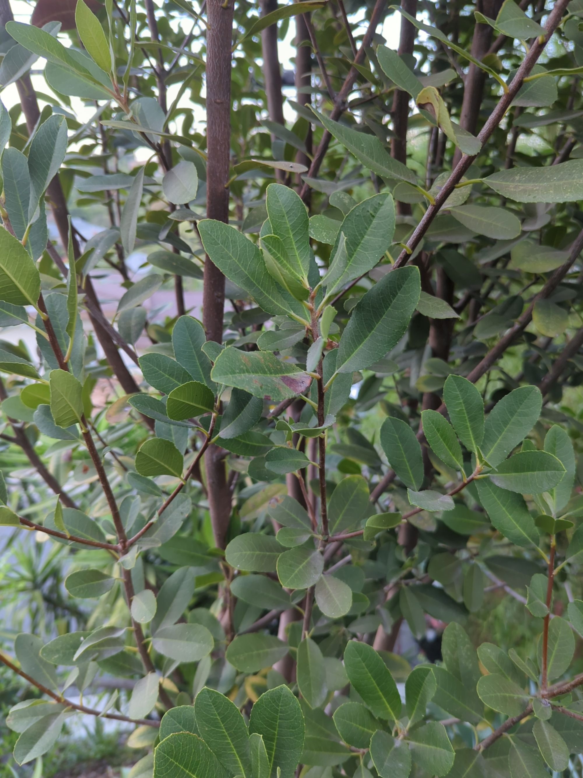 Toyon Foliage