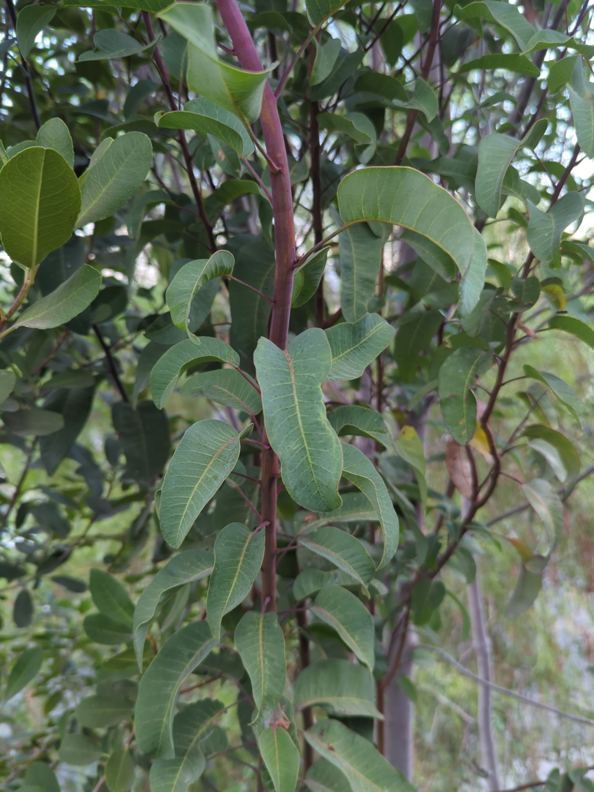 Laurel Sumac Foliage