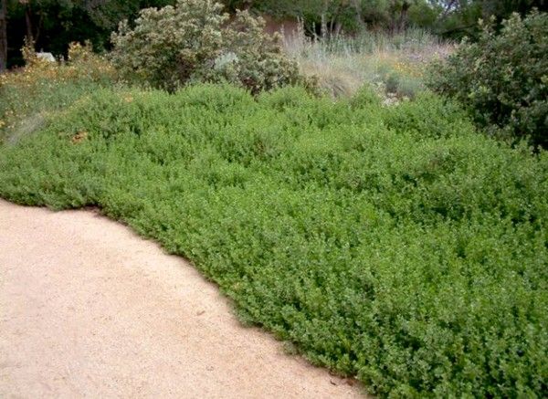 Dwarf Coyote Brush