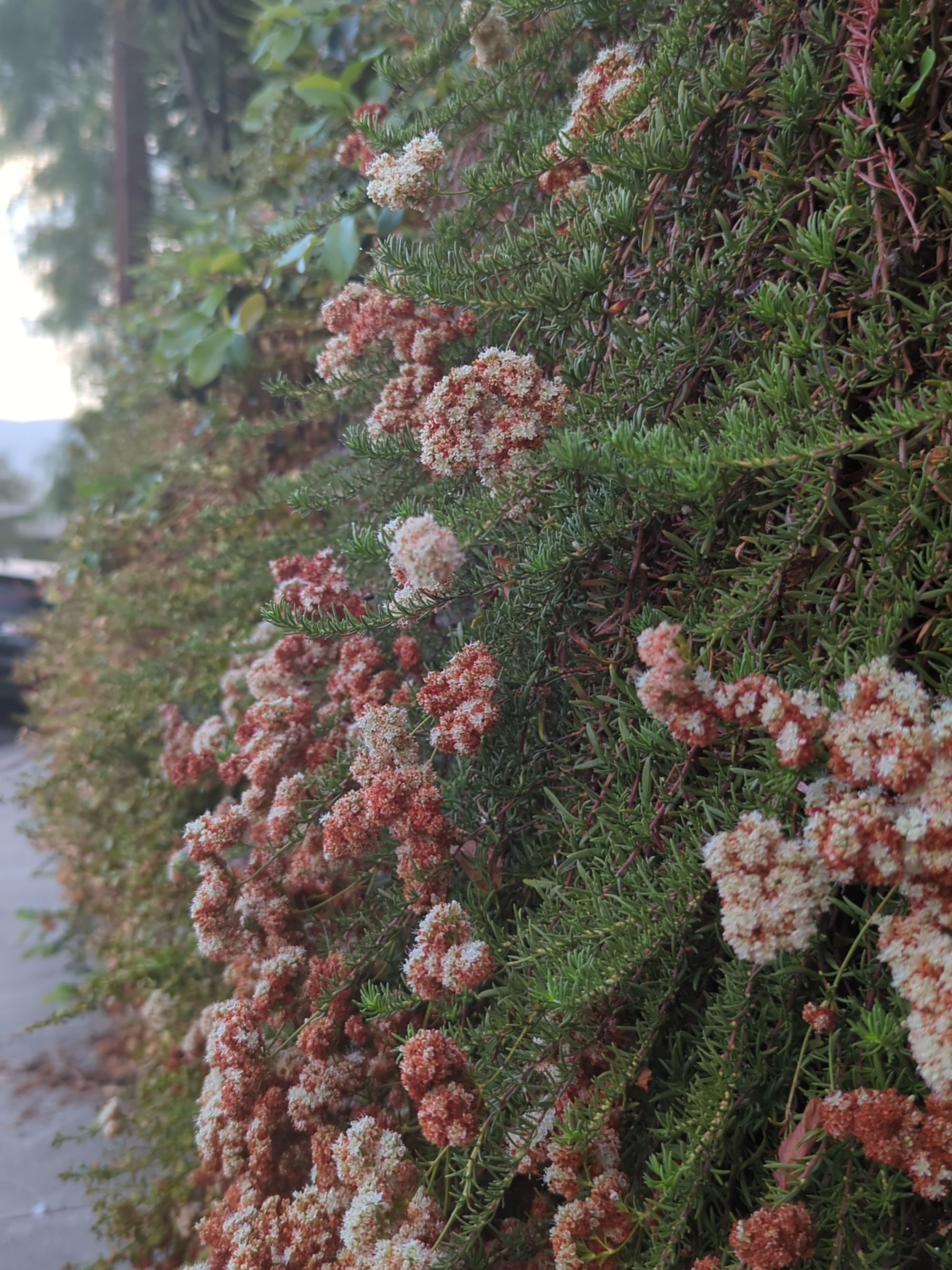 Eriogonum Fasciculatum Flowers