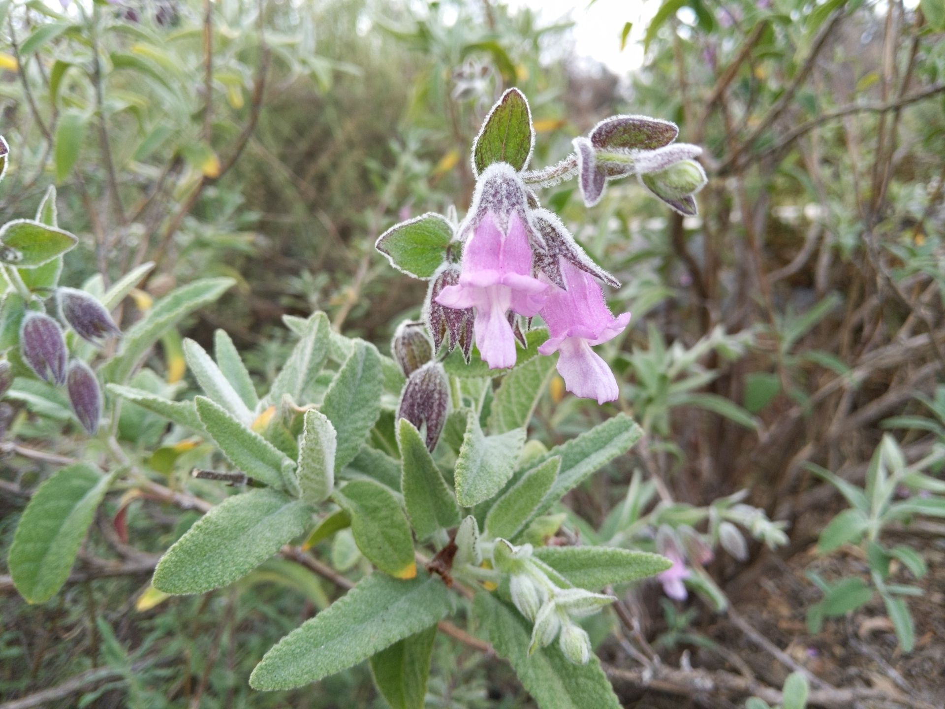 Pitcher Sage Flowers