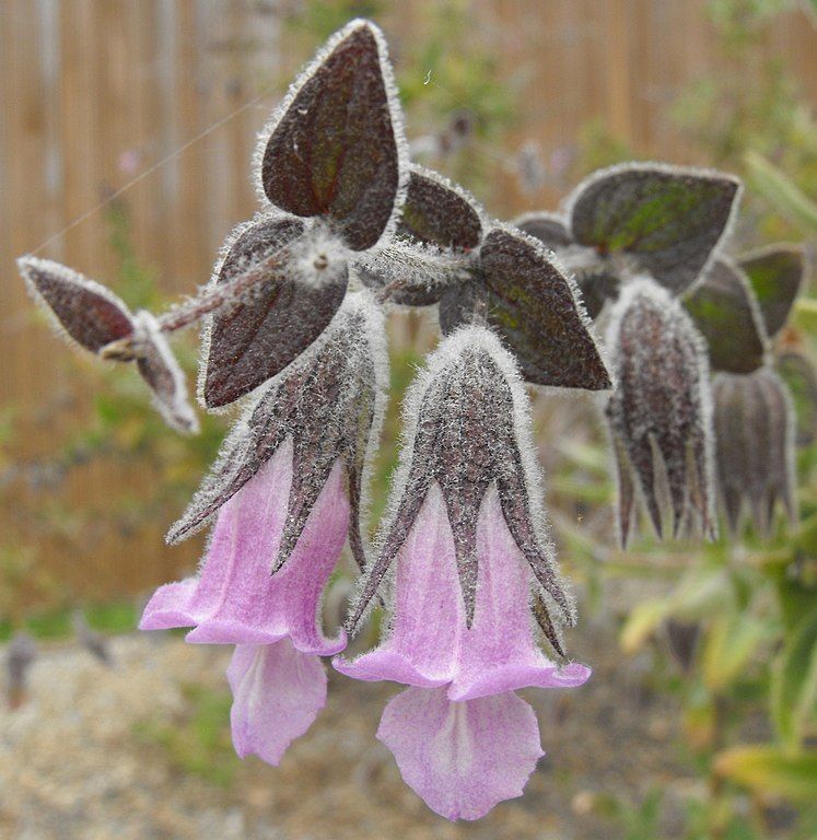 Close-up of Lepechinia flowers