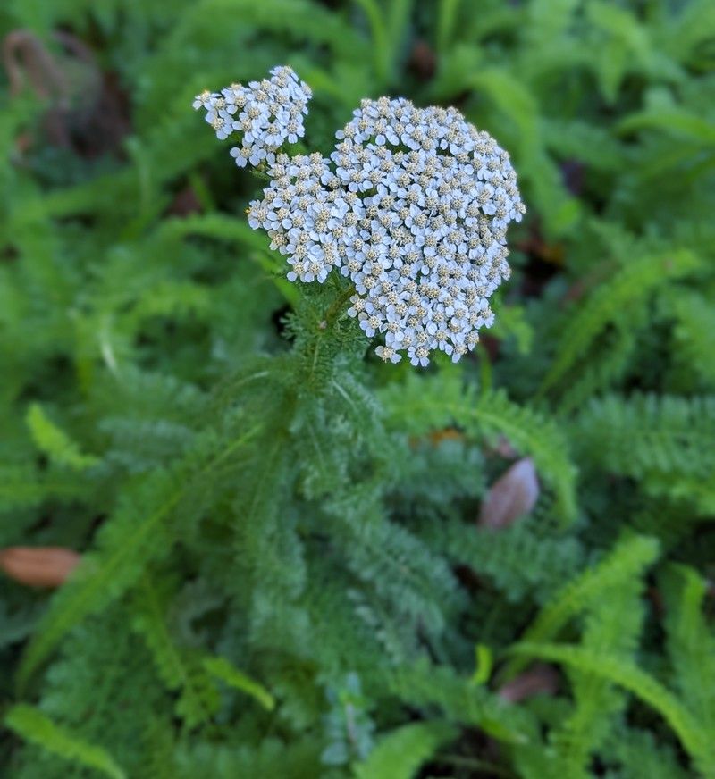 White Yarrow Flowers