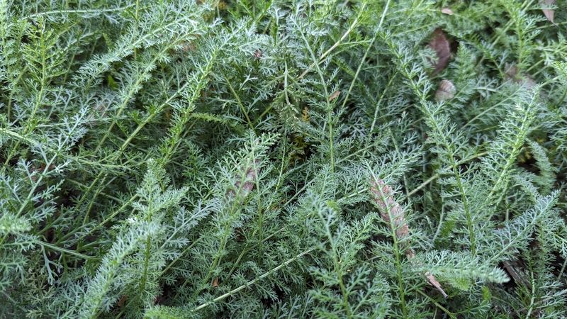 Yarrow foliage