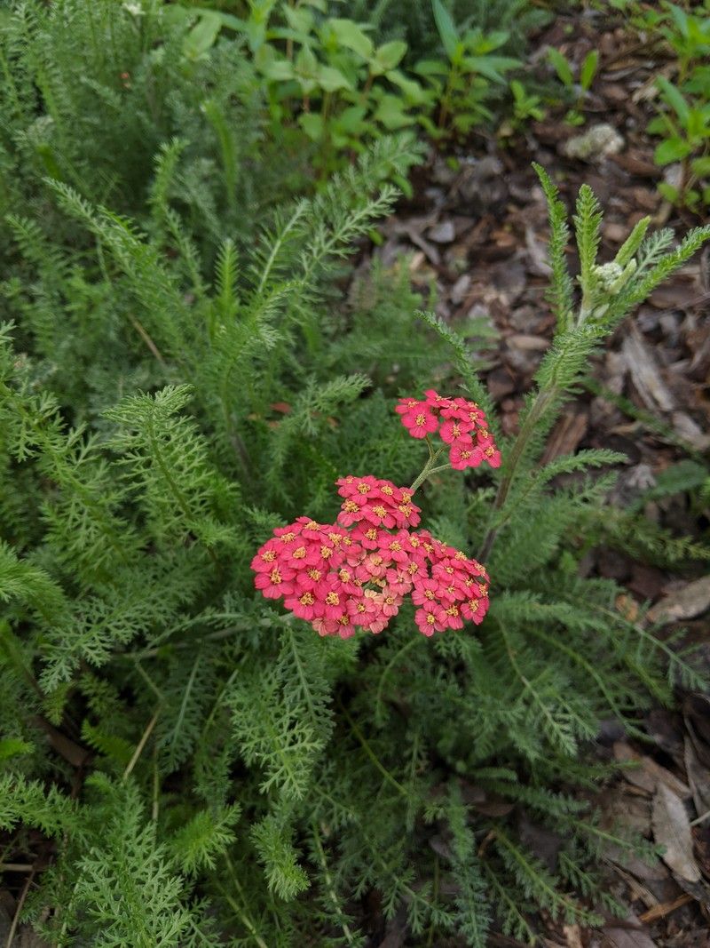 Achillea millefolium rubra ‘Rosy Red’