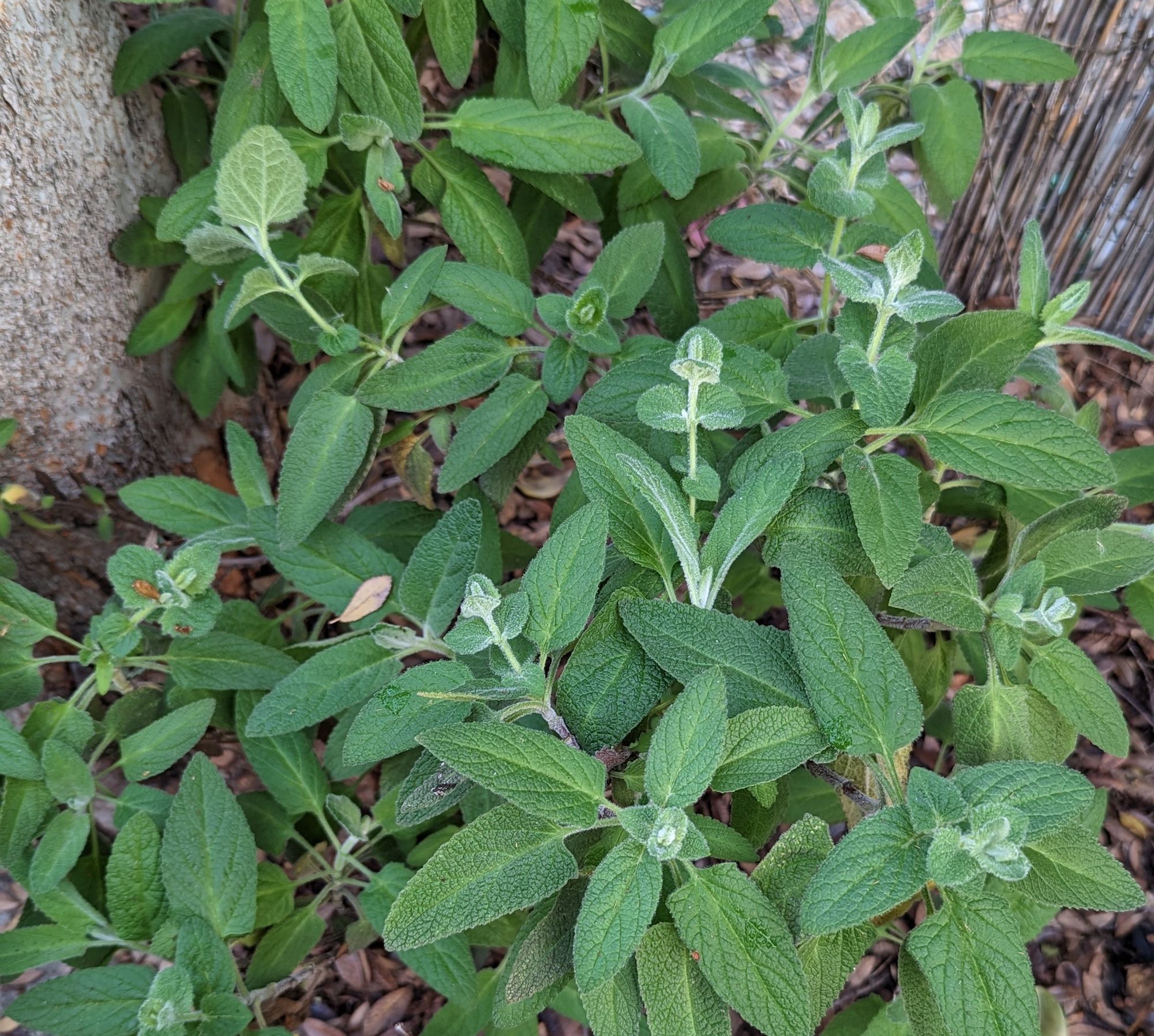 Fragrant Pitcher Sage foliage