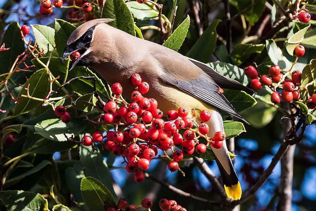 Cedar Waxwing feeding on Toyon berries