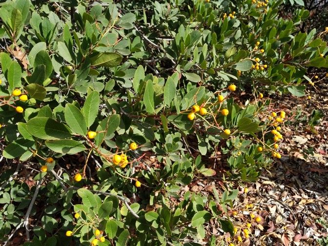 Yellow berries of "Davis Gold" Toyon