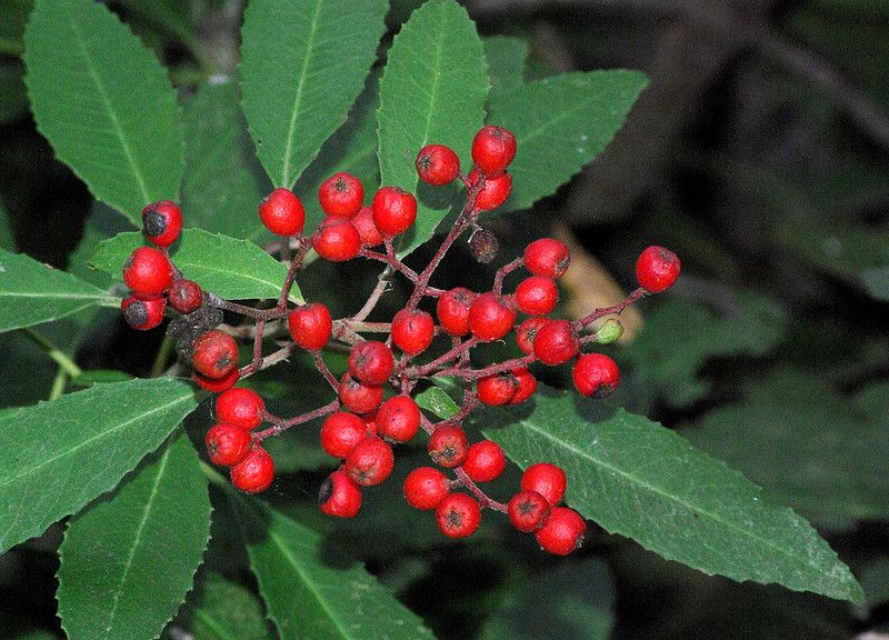 red Toyon berries
