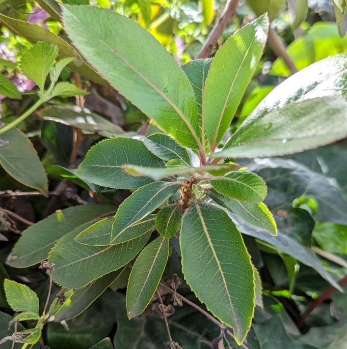 Arbutus marina leaves