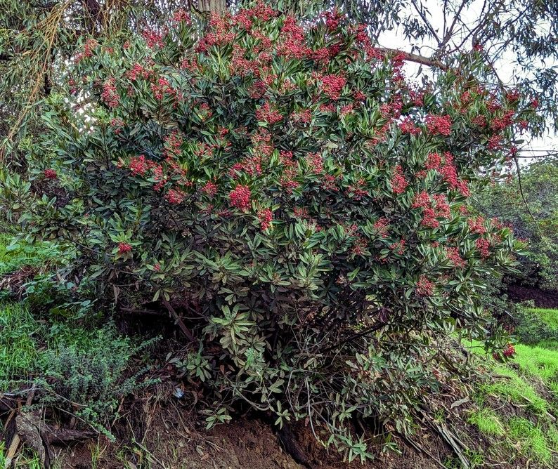 Wild growth of Toyon