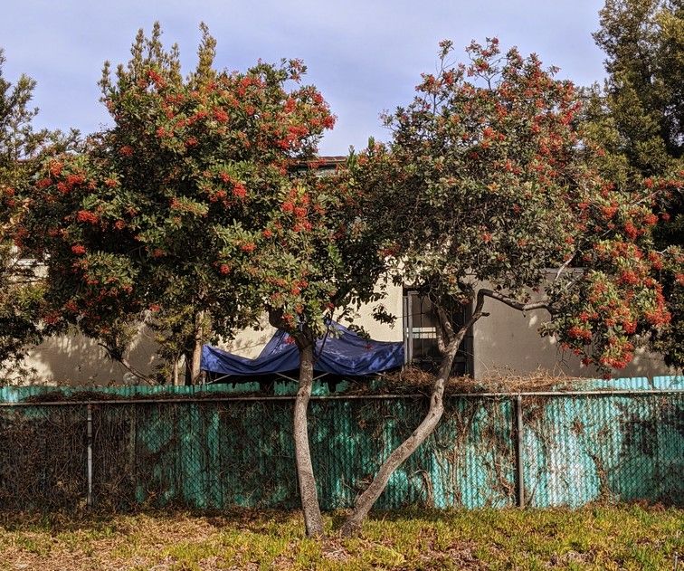 Toyon trimmed up to form a small tree