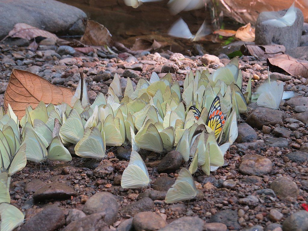 Butterflies puddling