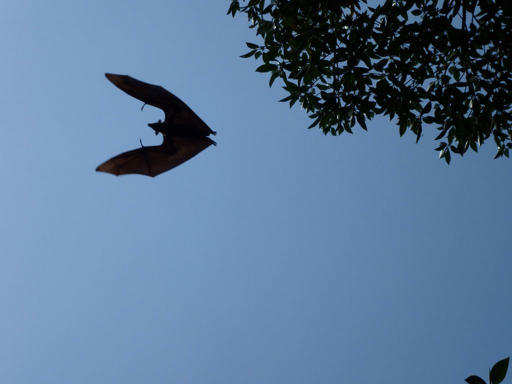 Flying Bat