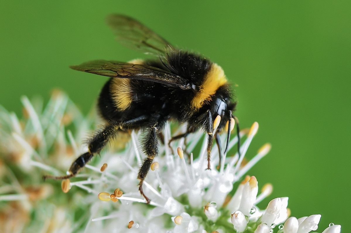 Bumblebee collecting nectar