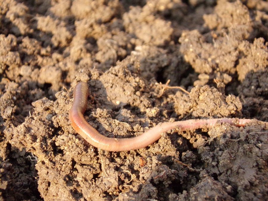 Earthworm crawling through muddy soil