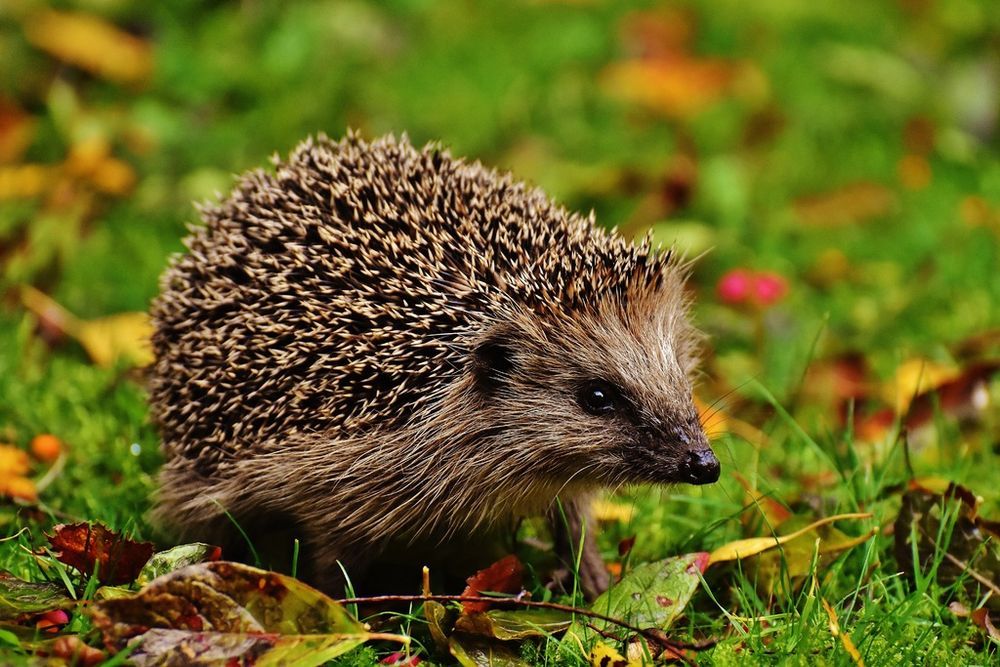 Hedgehog