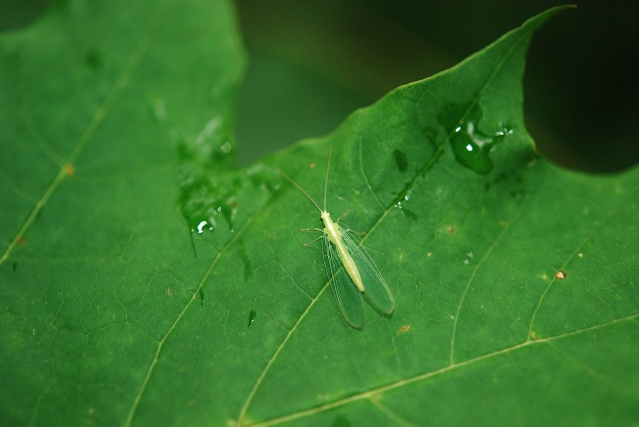 Lacewing insect on leaf