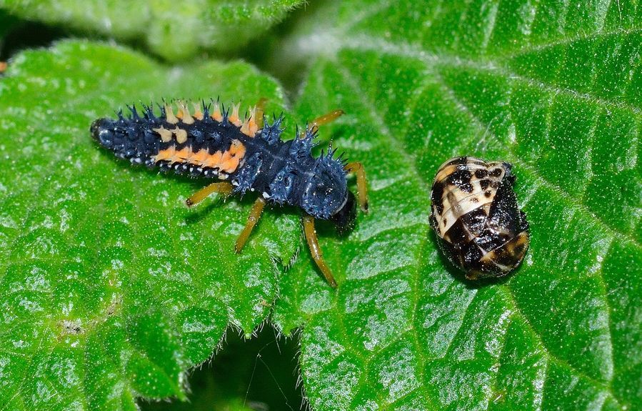 Ladybug larva