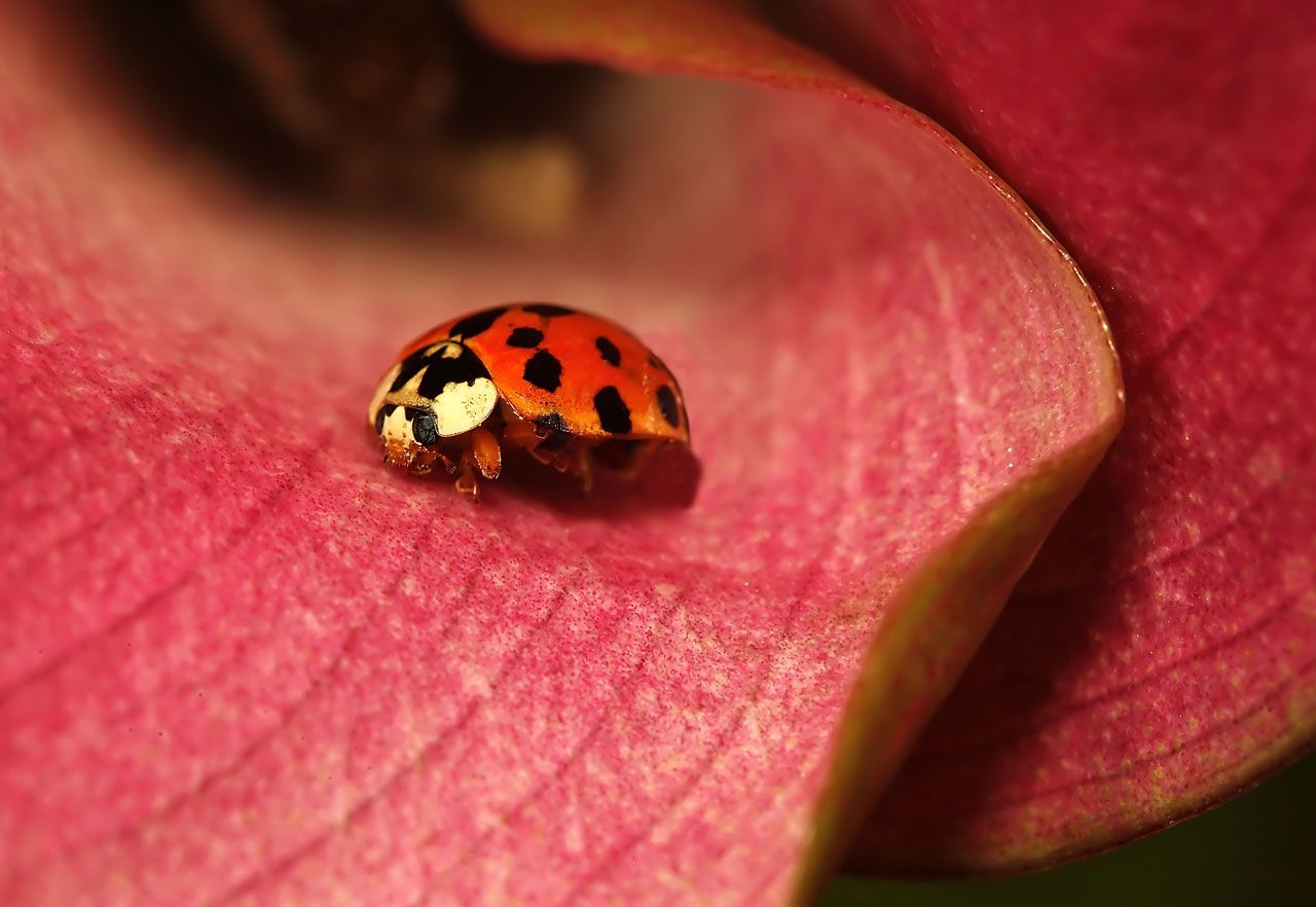 Ladybug