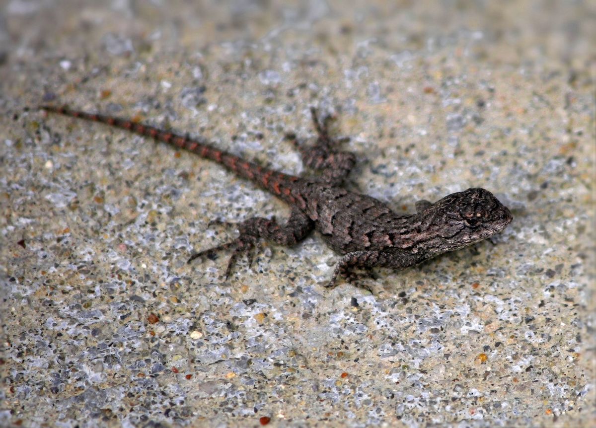 Alligator lizard