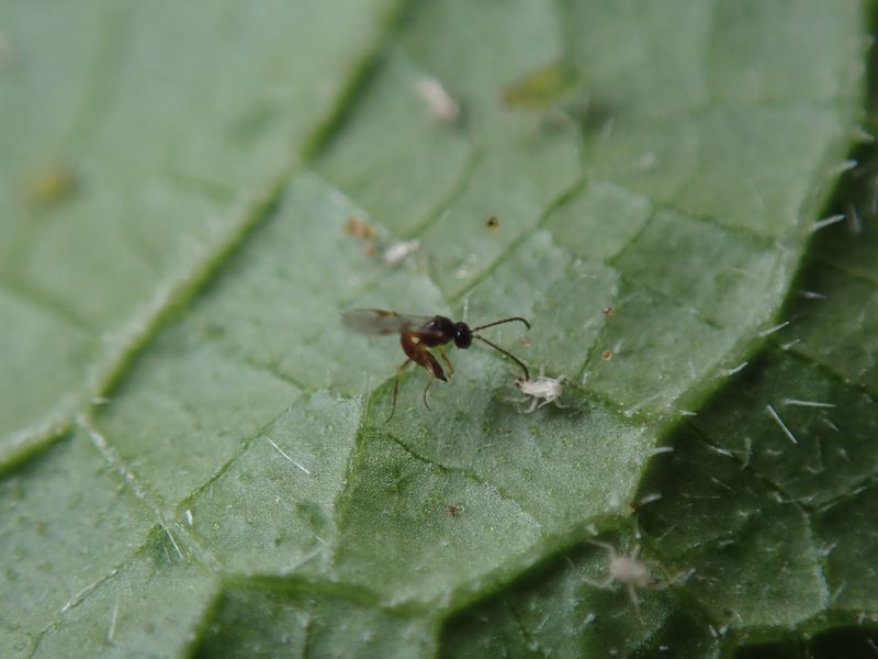 Trichogramma wasp