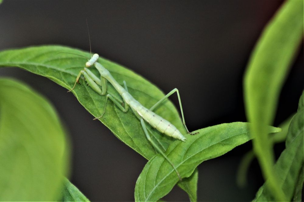 Praying Mantis