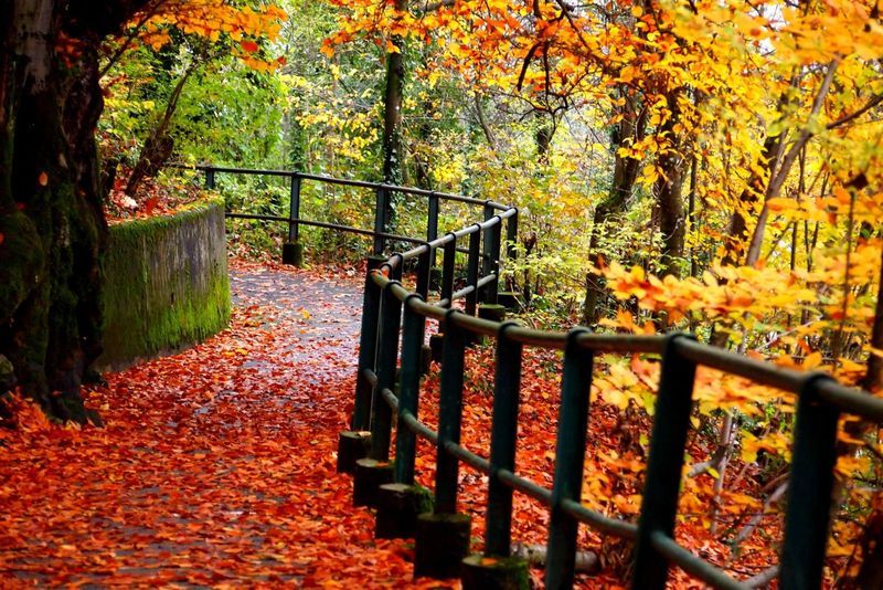 Curved Walkway in deciduous forest