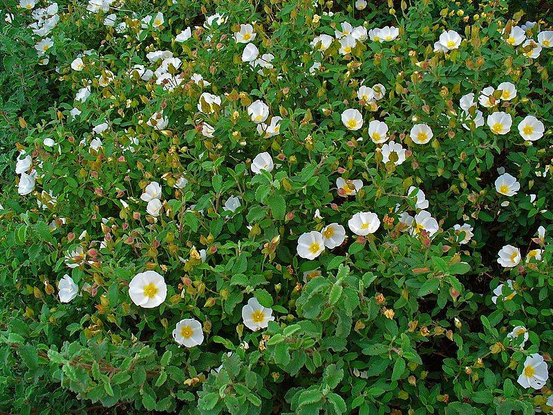 Cistus salvifolius