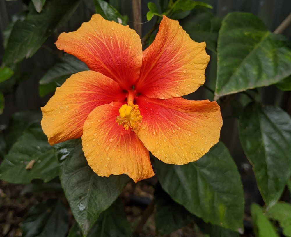 Orange and Red Hibsicus Flower