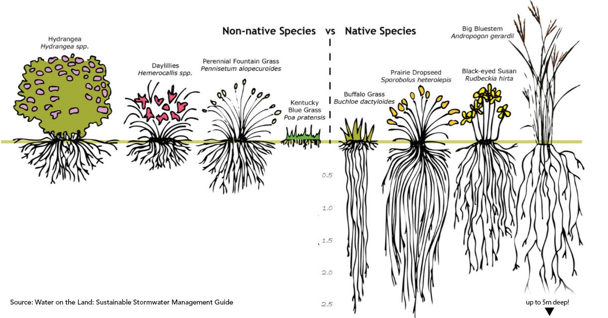 Roots of native plants in North American Prairies