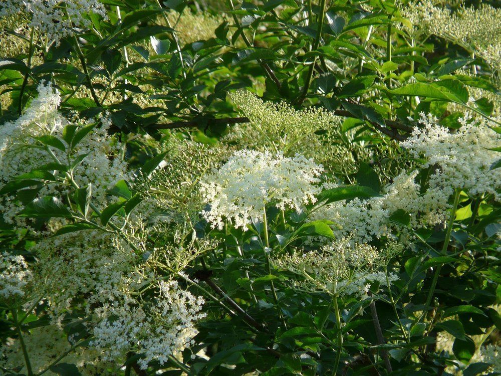 Elderberry Flowers