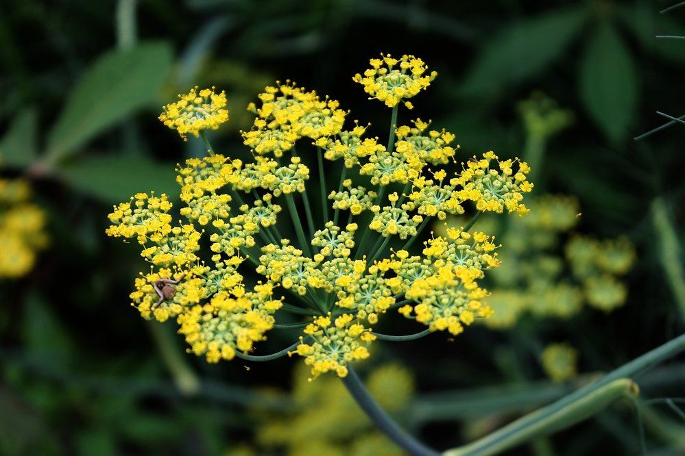 Fennel Flowers