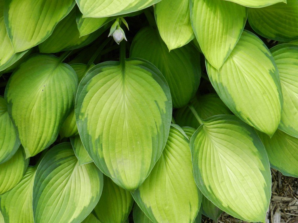 Hosta Leaves