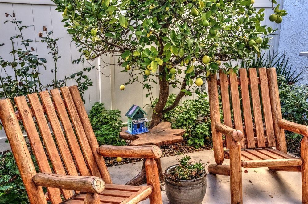 Citrus Tree next to Patio Chairs