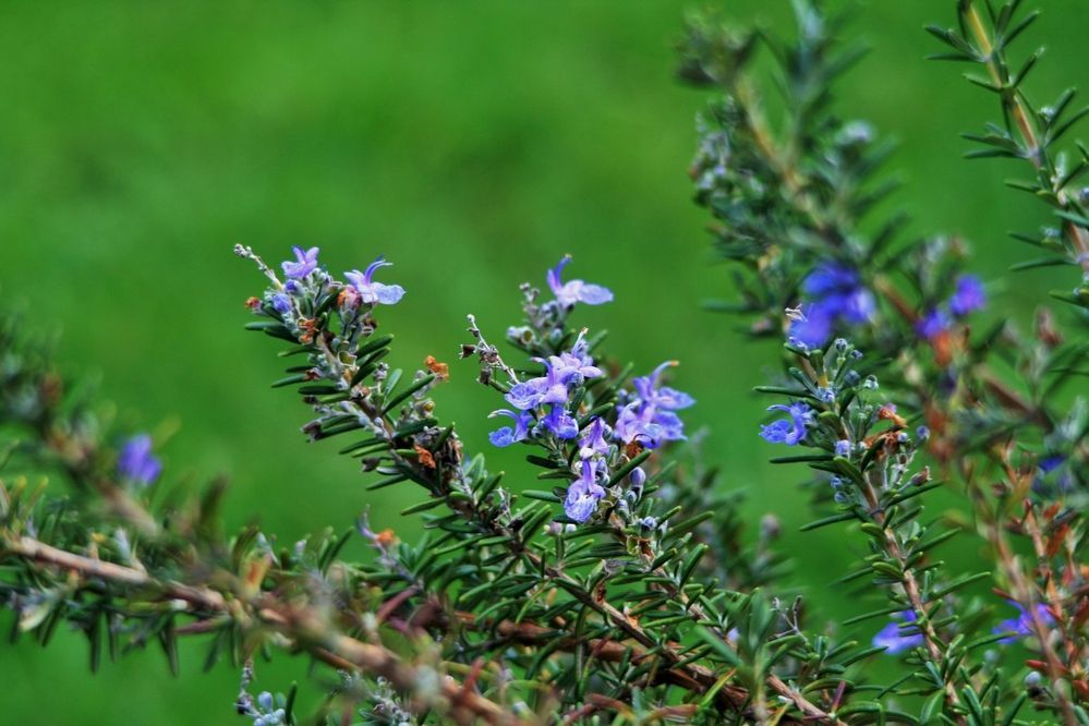 Rosemary in flower