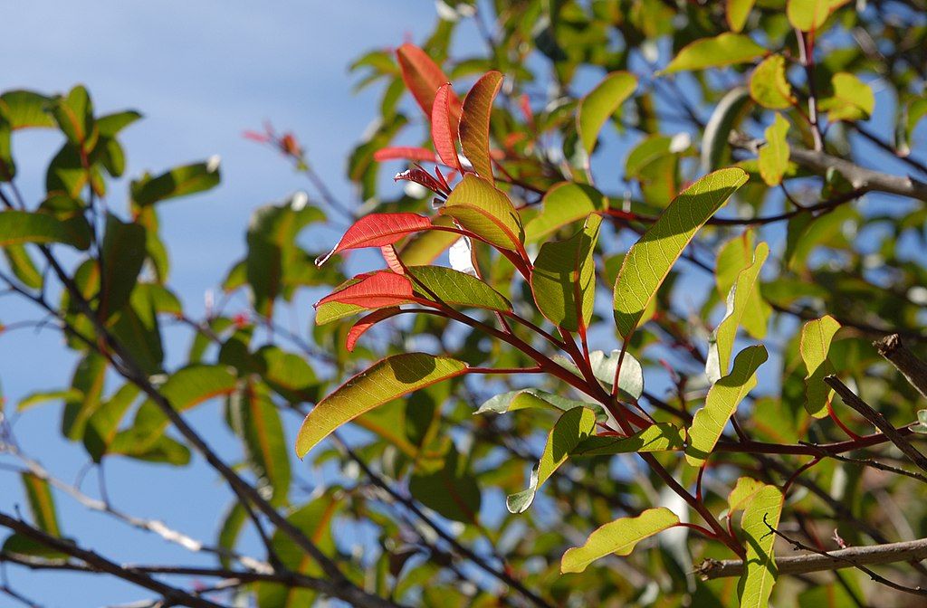 New leaves showing red color on Laurel Sumac (Malosma laurina)