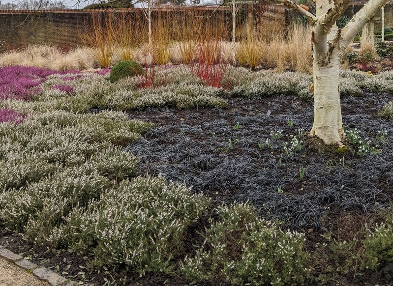 Black Mondo grass (Ophiopogon planiscapus 'Kokuryu') in a Winter Garden, Wakehurst