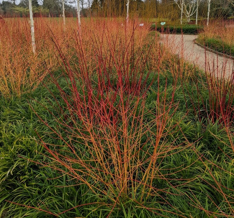 Red Stem Dogwood planted in a large drift, in the Winter Garden at Wakehurst
