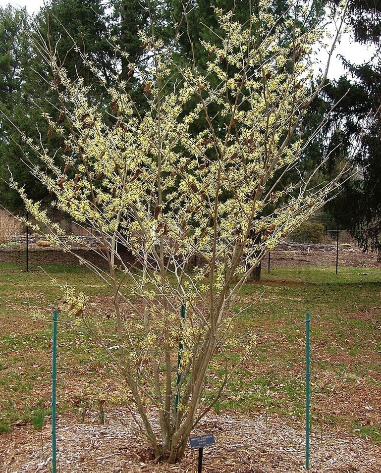 Witchhazel shrub in flower