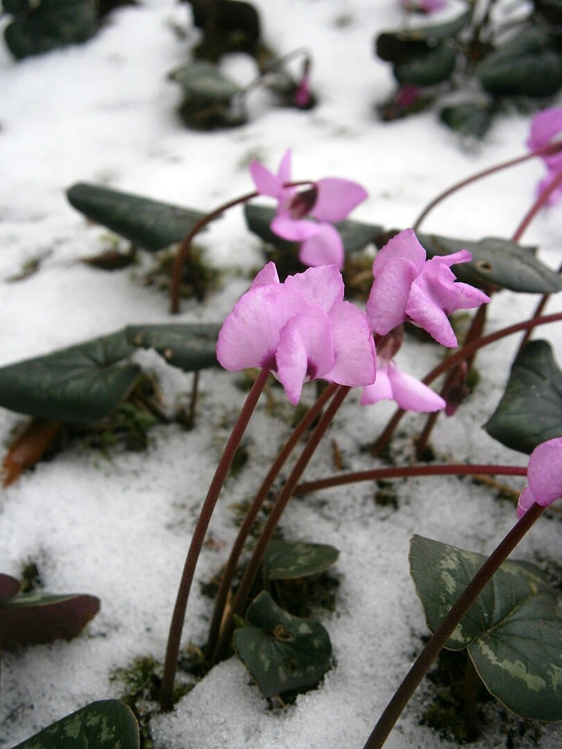 Cyclamen coum flowers in snow