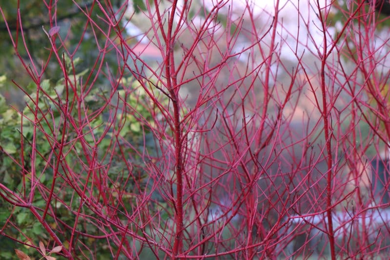 Red Stem Dogwood - Cornus sericea