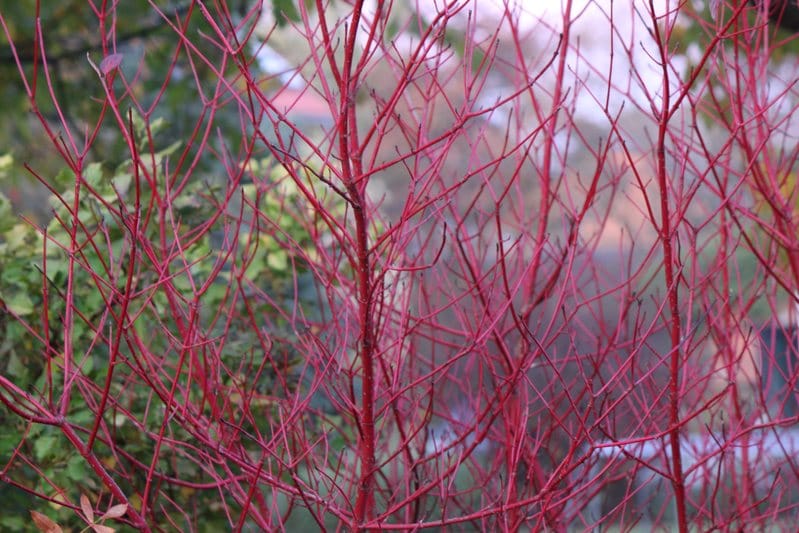 Designing a Winter Garden