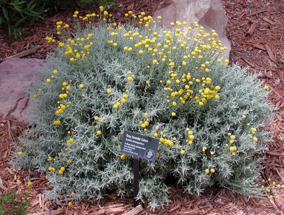 Santolina chamaecyparissus - Grey Lavender Cotton