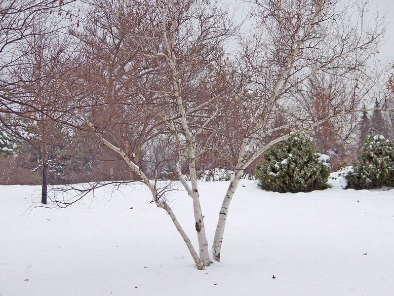 Specimen Birch tree in winter