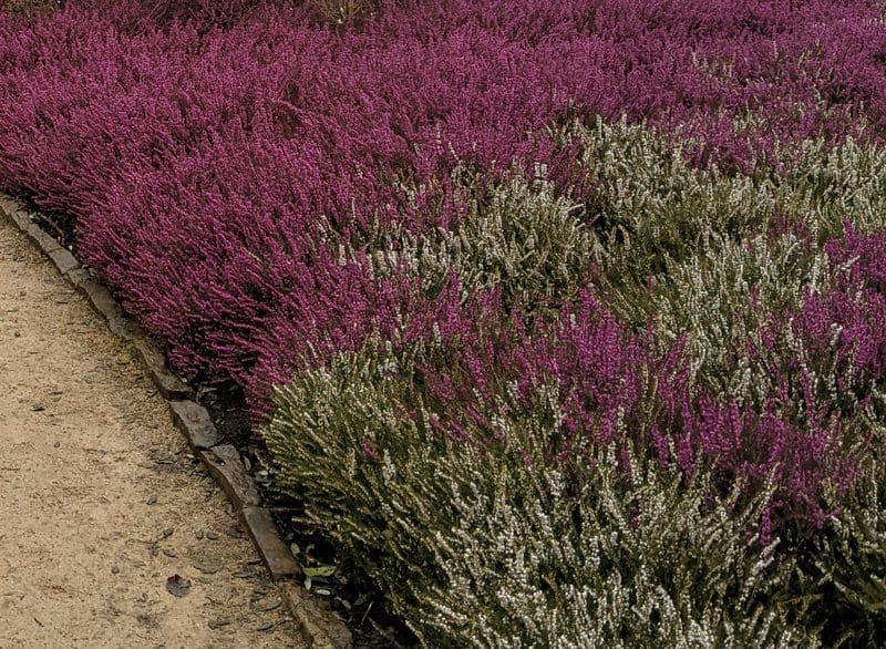 Erica carnea (Winter Heath) in the Winter Garden, Wakehurst botanic garden, UK