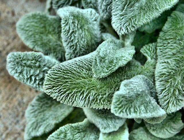 Close-up of Lambs Ear leaves