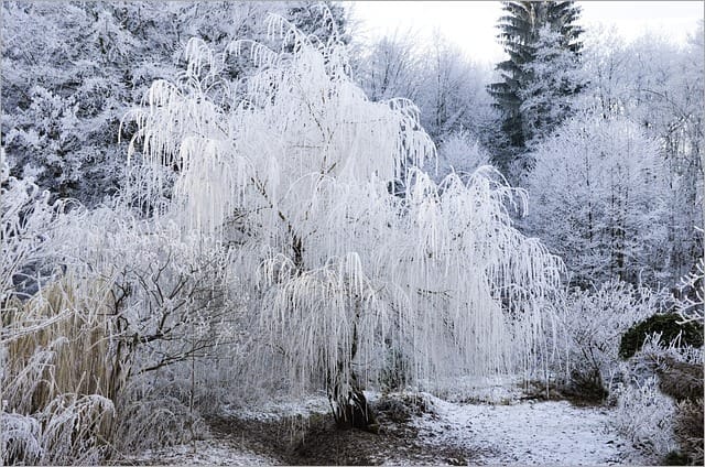 Weeping Willow covered in hoarfrost