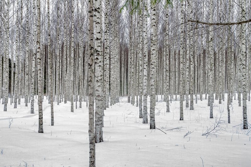 Thick stand of Birch trees in snow